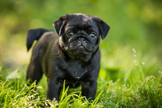 Why you need to take special care to keep pugs safe in the summer