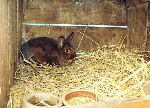 Zdravotní problémy v chovu králíků díl 3. – Technologické aspekty ustájení ve vztahu ke zdraví králíků