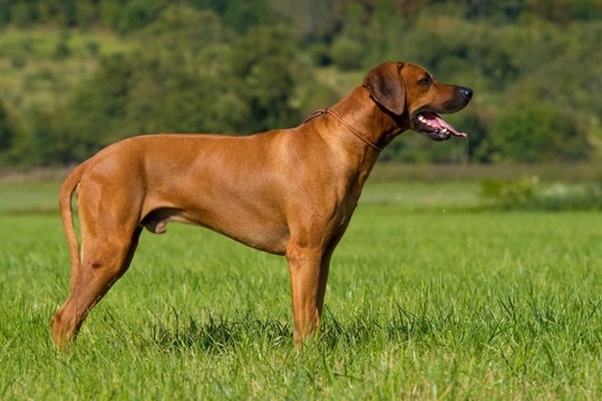 Five fascinating facts about the Rhodesian ridgeback dog breed