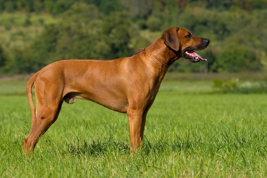 Ridgeback hound 2024