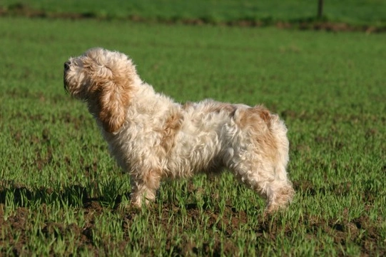 All about the Petit Basset Griffon Vendeen