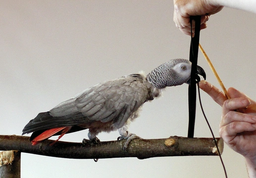 O výchově a tréninku papoušků – 4. část