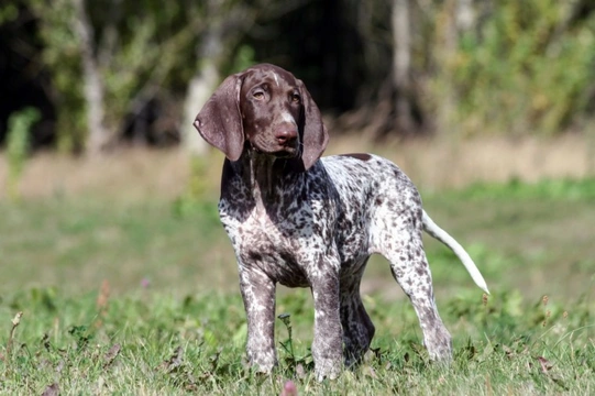 Small german best sale shorthaired pointer