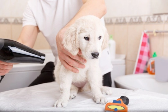The Best Puppy Shampoos
