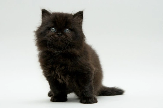 Is your black cat really black? More about the black coat colour