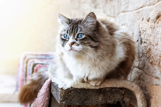 Tiffanie or Ragdoll, what's the difference in the breeds?