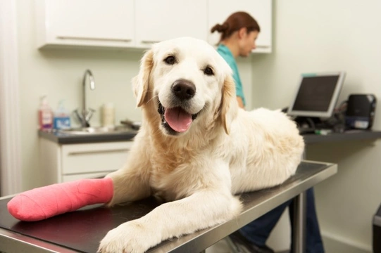 Stitches, staples and sutures… Different forms of wound closures for dogs