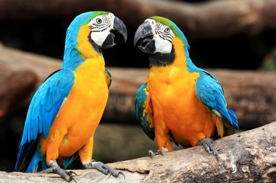 Photo inspiration: Safety And Security For Noisy Macaws Reference: Common Illnesses In Macaws