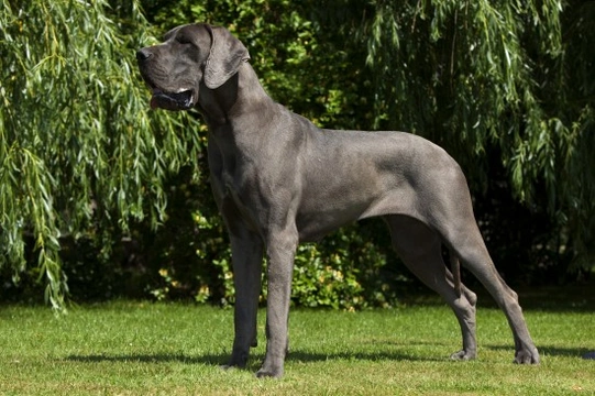 Health issues that large and giant breed dog owners should be aware of ...