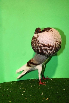 Nejznámější holubi 24 Norvičský voláč