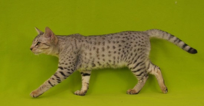 6 Spotted Cat Breeds