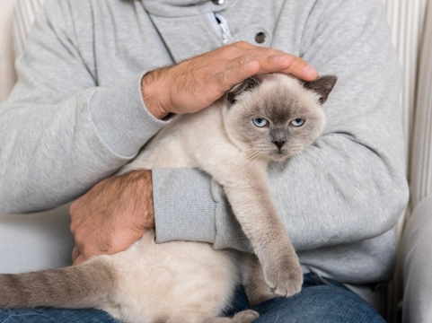 Five ways you may be petting your cat wrong