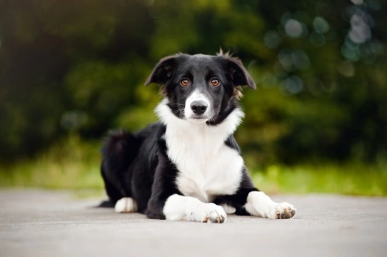 Handling and managing a herding dog in a domestic environment