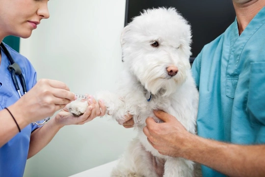 Are Pre-anaesthetic Blood Tests in Dogs Really Necessary?