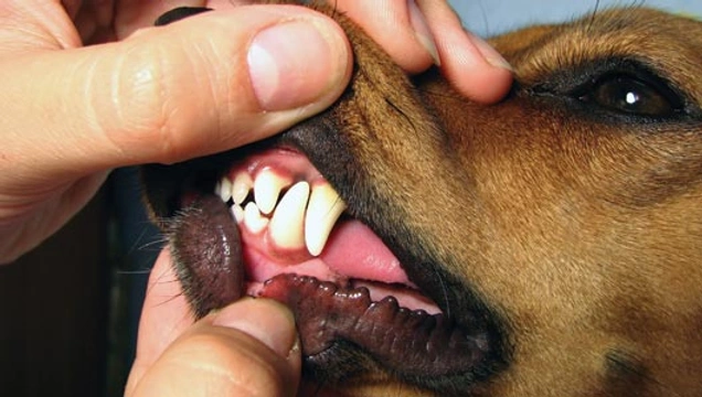 De tanden van de hond