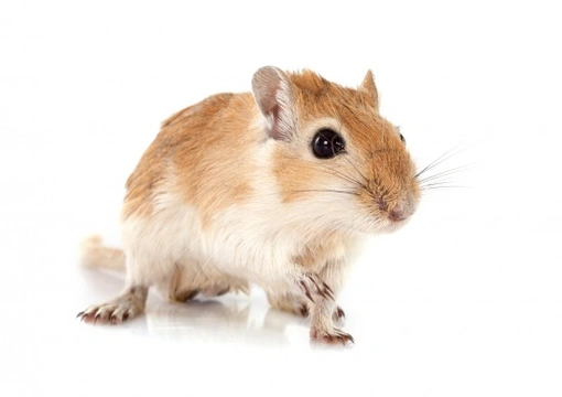 10 things you need to know before adopting a gerbil