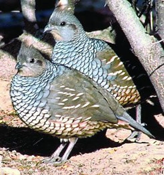 Křepel šupinkatý - Callipepla squamata (Vig.)