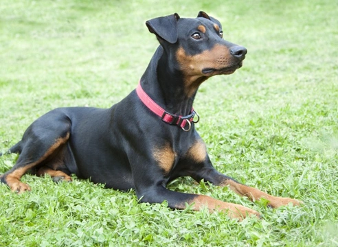 Adverse vaccine reactions in the pinscher dog breed