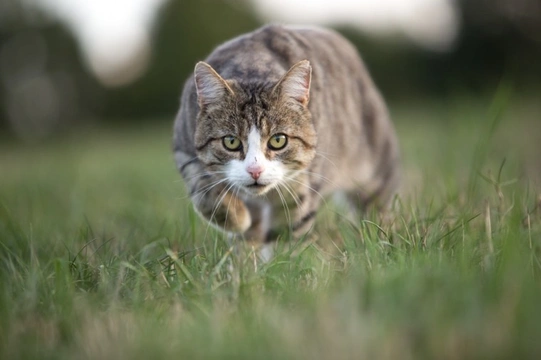 Can you do anything to stop your cat from hunting?