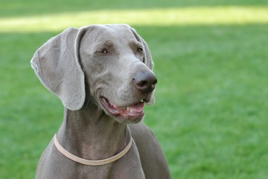 Huge grey sale dog