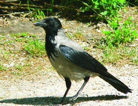 VRÁNA OBECNÁ Corvus corone Linnaeus, 1758