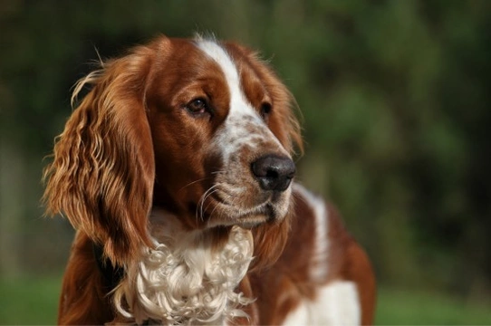 Springer spaniel clearance coat after spaying