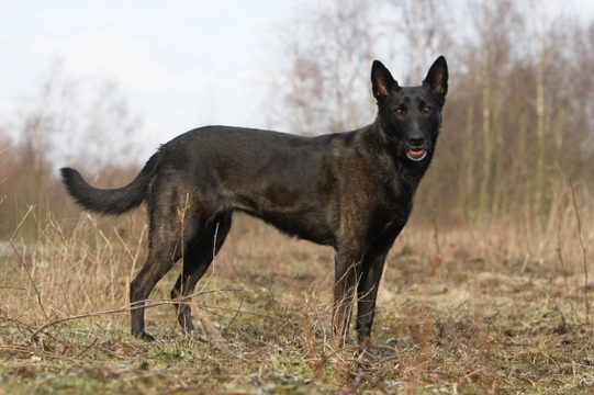 Shepherd breeds that are an alternative to the German shepherd dog