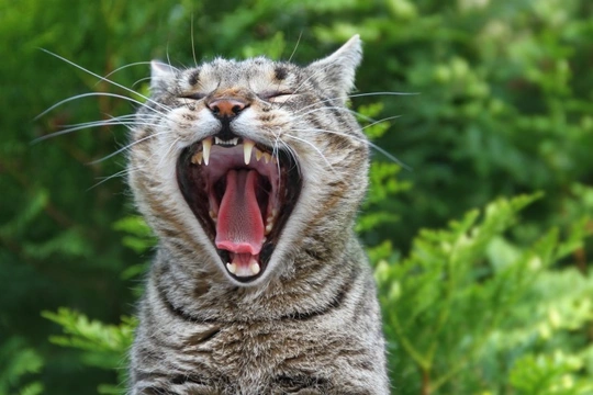 How gingivitis can affect cats