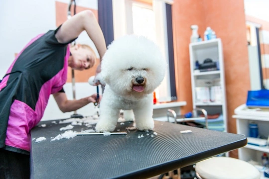 Why do dog groomers prefer you to leave your dog with them?
