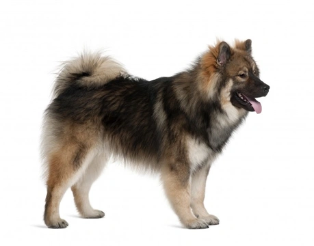 Dandy-Walker-Like malformation in the Eurasier dog breed