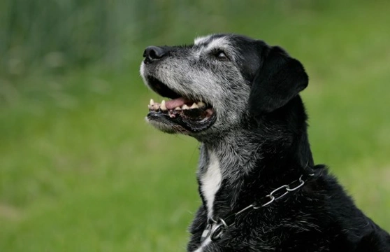 Behavioural problems and cognitive dysfunction in older dogs