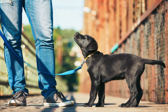 My dog stops store walking