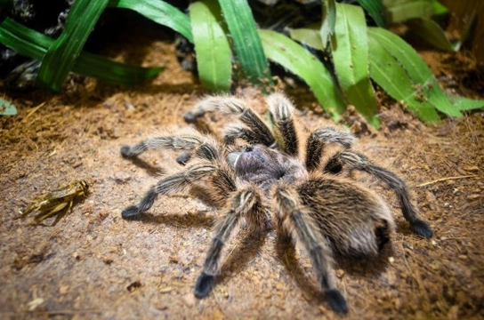 The best tarantula breeds for beginners
