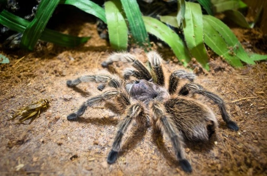 Best deals beginner tarantula