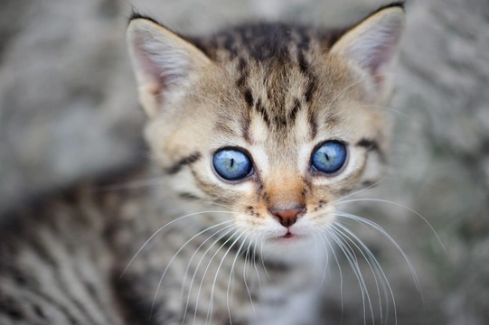 Why do kittens have blue eyes that change colour later?
