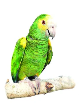 Kdo je papoušek Ribeirův?