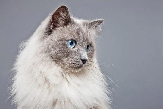 White tabby store with blue eyes