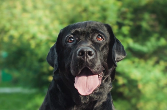 15 Reasons Why The Labrador Retriever Is Such A Popular Pet | Pets4Homes