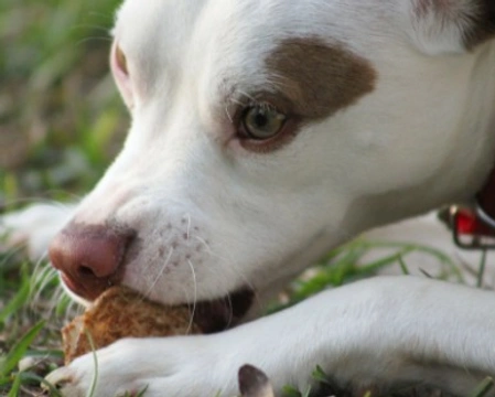 Alimentazione Cucciolo Cane: come alimentarlo correttamente
