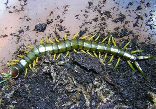 Scolopendra cingulata (Latreille, 1829)