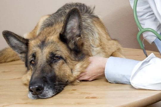 Lipomas and liposarcomas in dogs