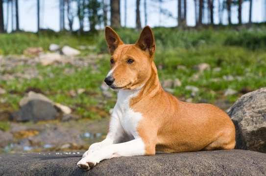 Health Issues More Frequently Seen in the Basenji