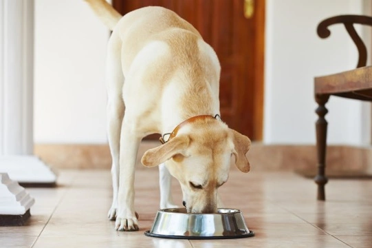 How to help a skinny dog gain weight