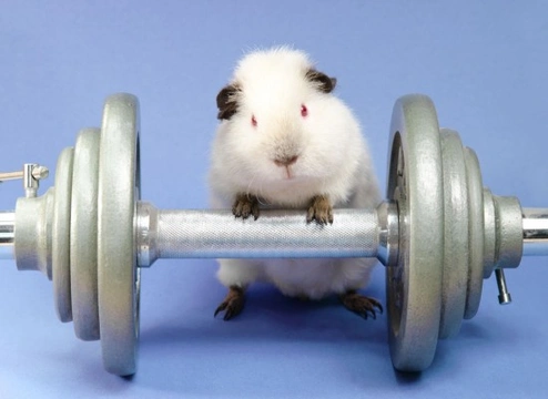 How to Keep Your Guinea Pig Healthy and Fit