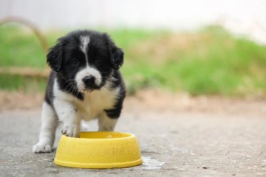 Puppy playing in water bowl hotsell