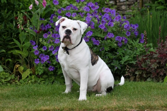 Old tyme 2024 bulldog rescue