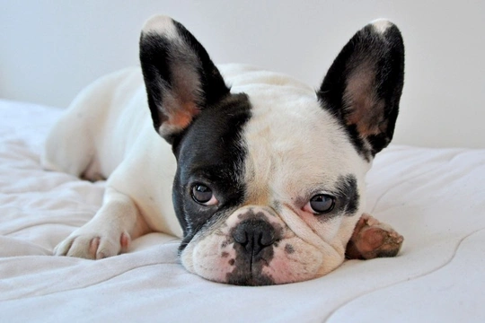 Pied fawn best sale bulldog frances