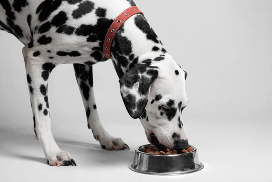 What are the benefits of organic dog food?