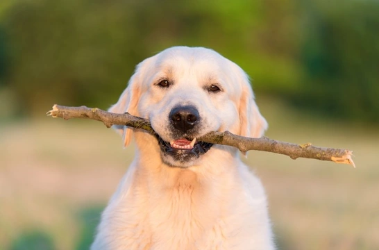Five great games and activities to try with your golden retriever