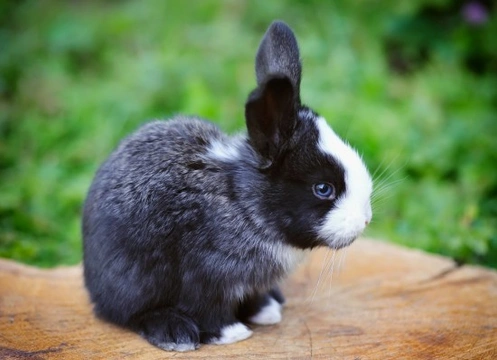 What Causes Fur Loss in Rabbits?